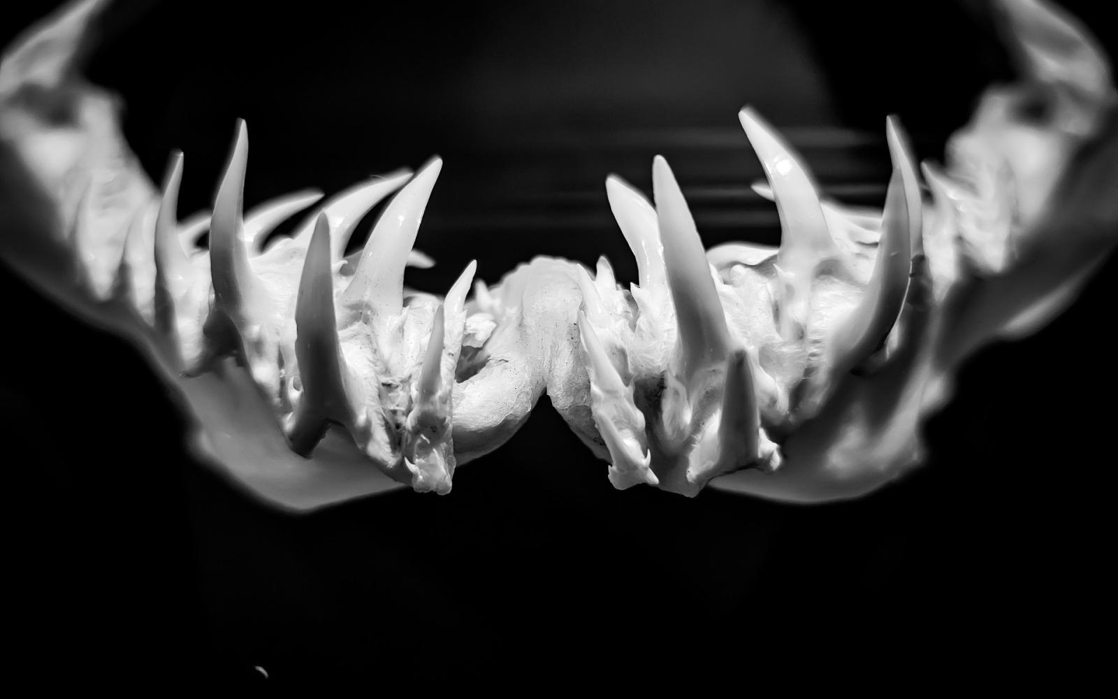 ظهور "القرش الشبح" يثير دهشة العلماء في البحر الأبيض المتوسط: هل يعود المفترس الشهير؟