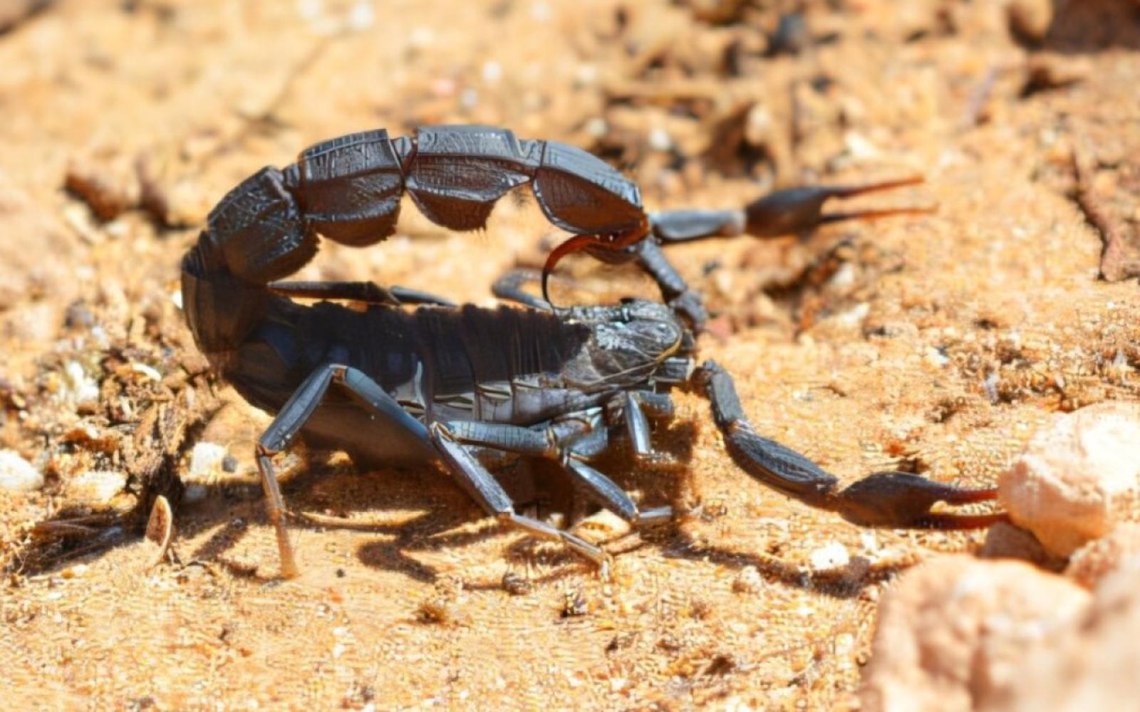 علماء يحددون بؤر العقارب السامة عالميًا، وسط المغرب مركز للخطر