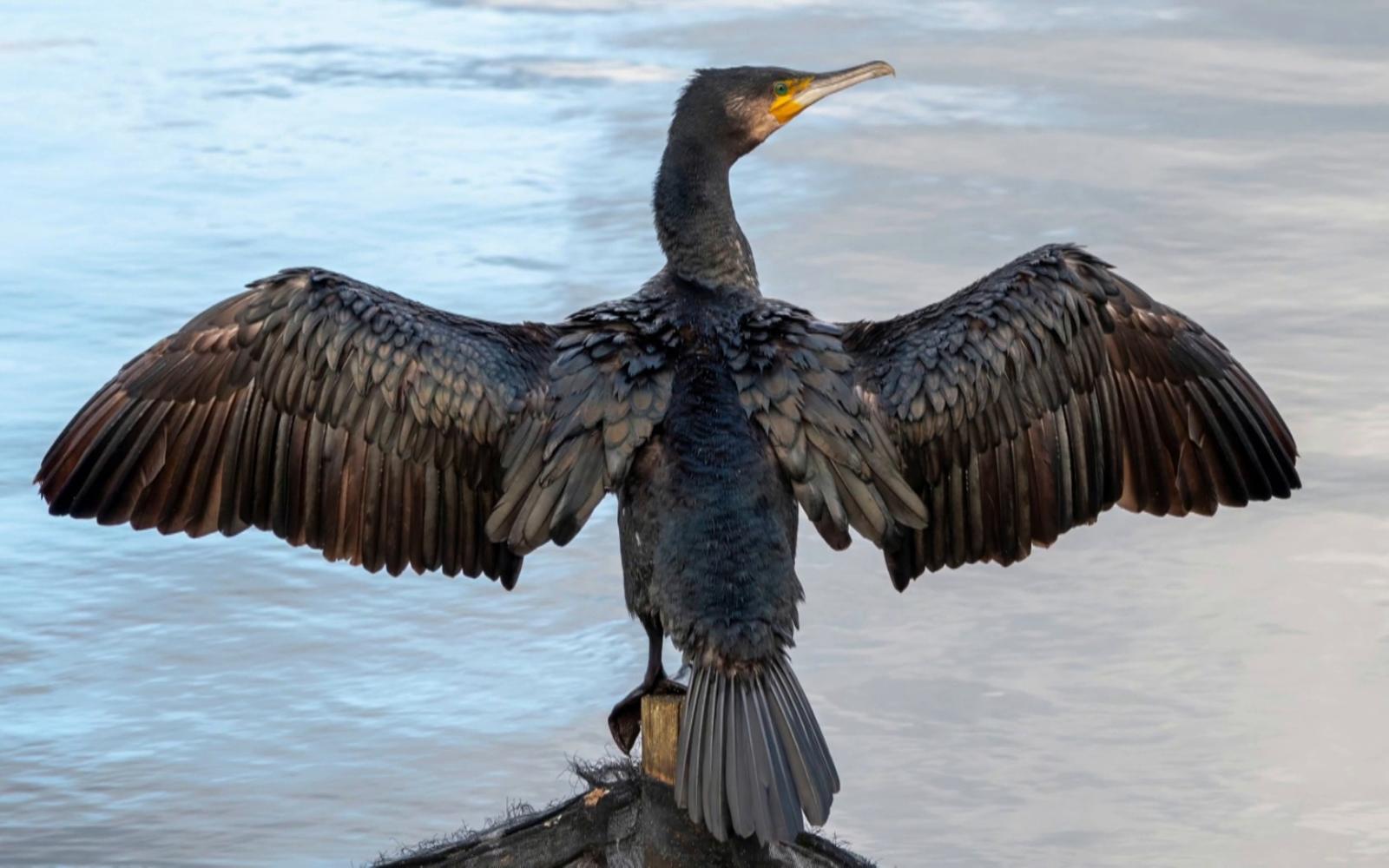 في حادثة غير مسبوقة: طائر غاق مصاب يطرق باب مستشفى ألماني طلباً للمساعدة