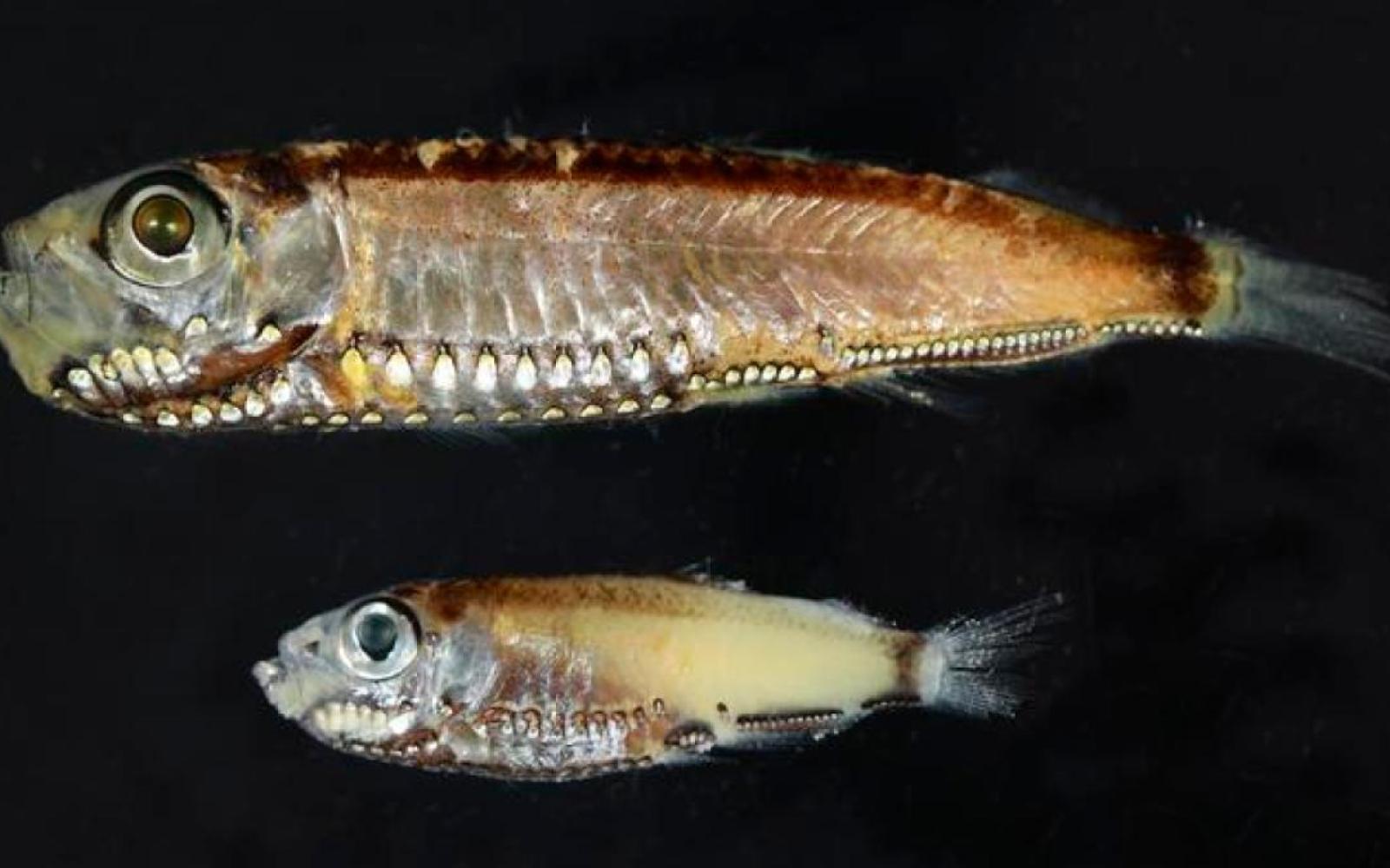 اكتشاف مذهل: أسماك الأعماق تملك نظامًا بصريًا هجينًا يعيد تشكيل فهمنا للرؤية في الظلام