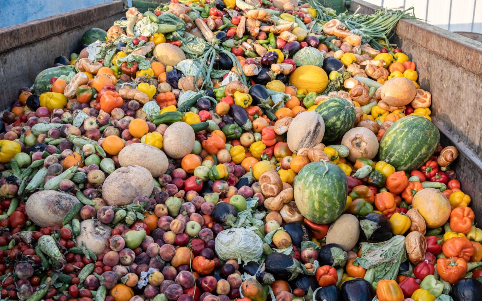 دراسة أردنية واعدة: تحويل نفايات المطابخ والحدائق إلى سماد عضوي لتعزيز الأمن الغذائي