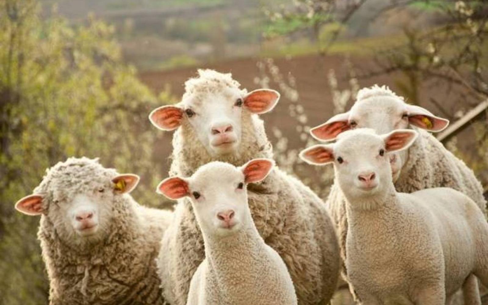 فرنسا تتجه لإعدام 200 ذئب: قرار أوروبي يثير جدلاً حول حماية الحياة البرية