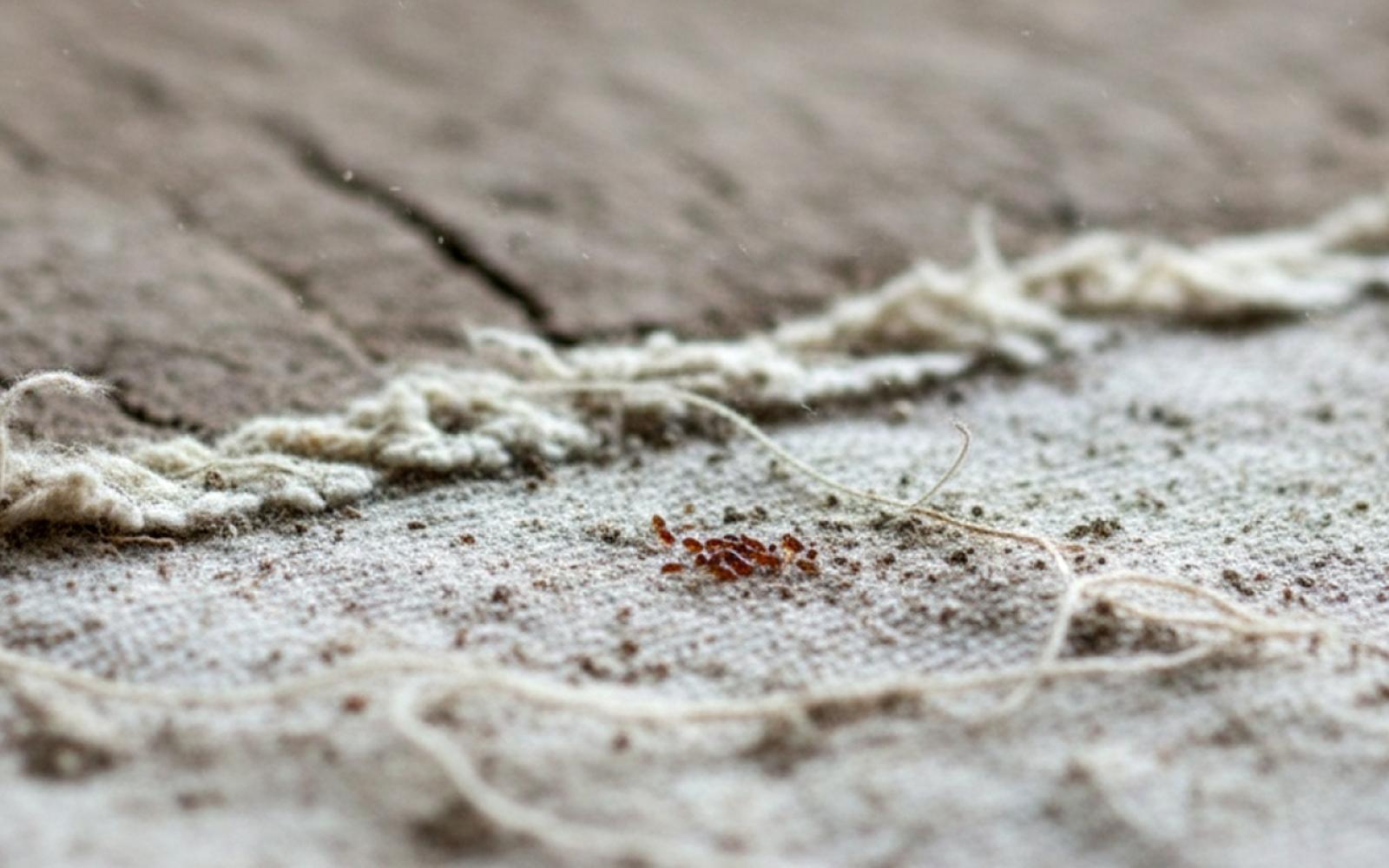 انتشار البراغيث يفاقم معاناة نازحي المواصي في غزة ويهدد بصيف صحي صعب