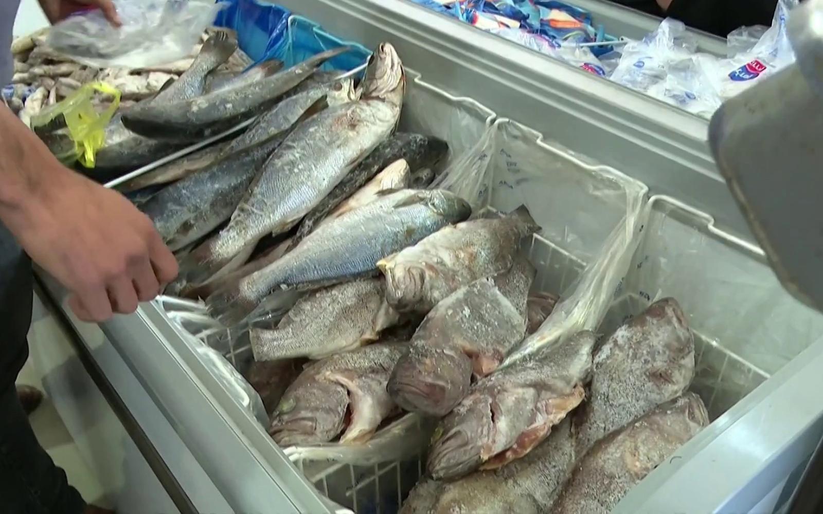 الثروة السمكية في غزة تنهار: دمار شامل ينهي مسيرة آلاف الصيادين ويعصف بمورد الرزق