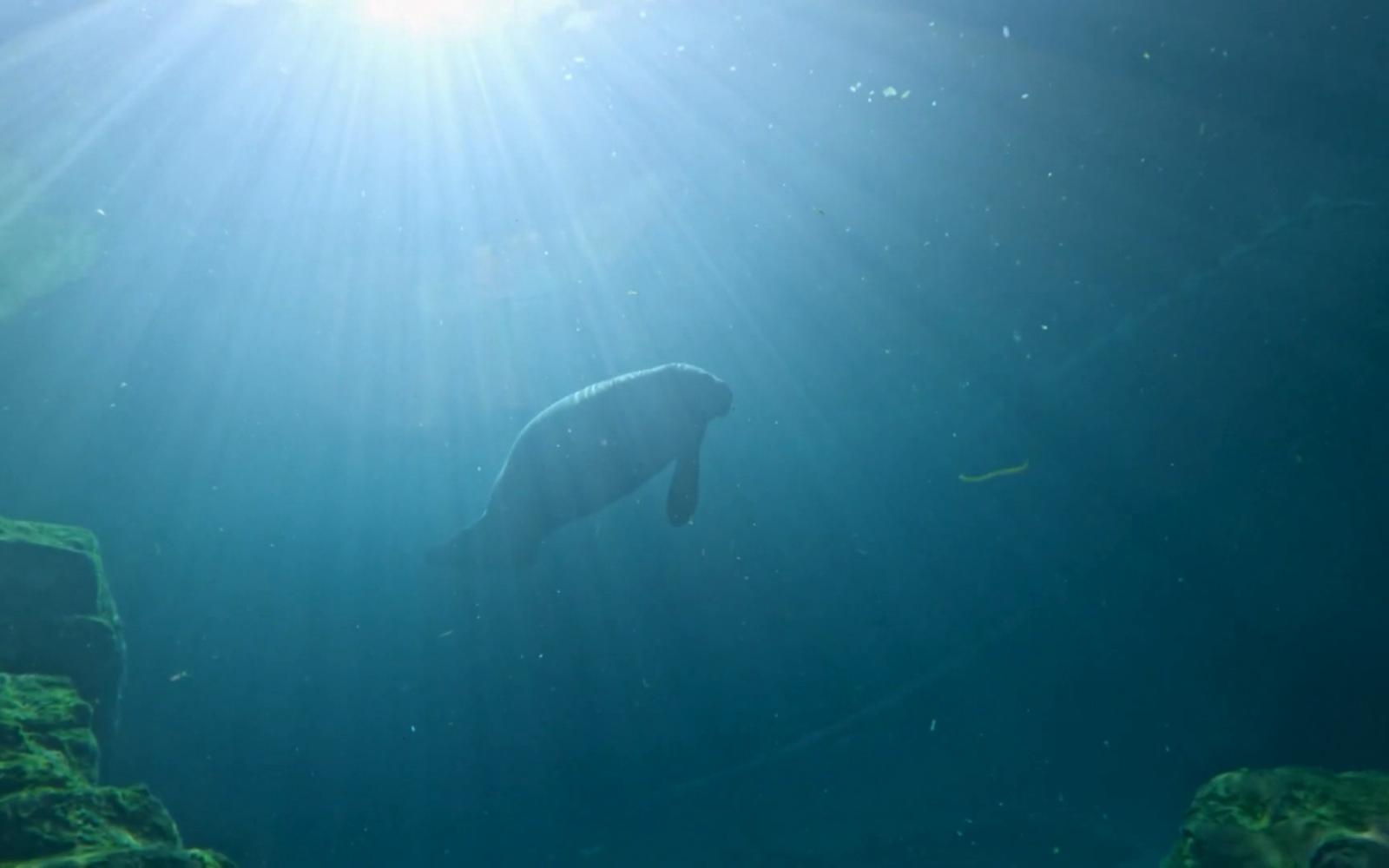 "روميو" خروف البحر يدخل غينيس: قصة إلهام بيئي تثير التعاطف وتُسلط الضوء على التلوث