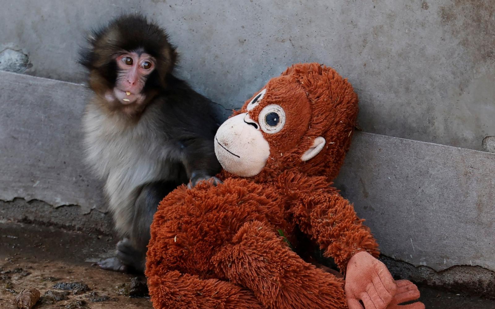 قرد ياباني صغير يواجه قسوة الحياة بدمية.. قصة "بانش" تثير تعاطفاً عالمياً