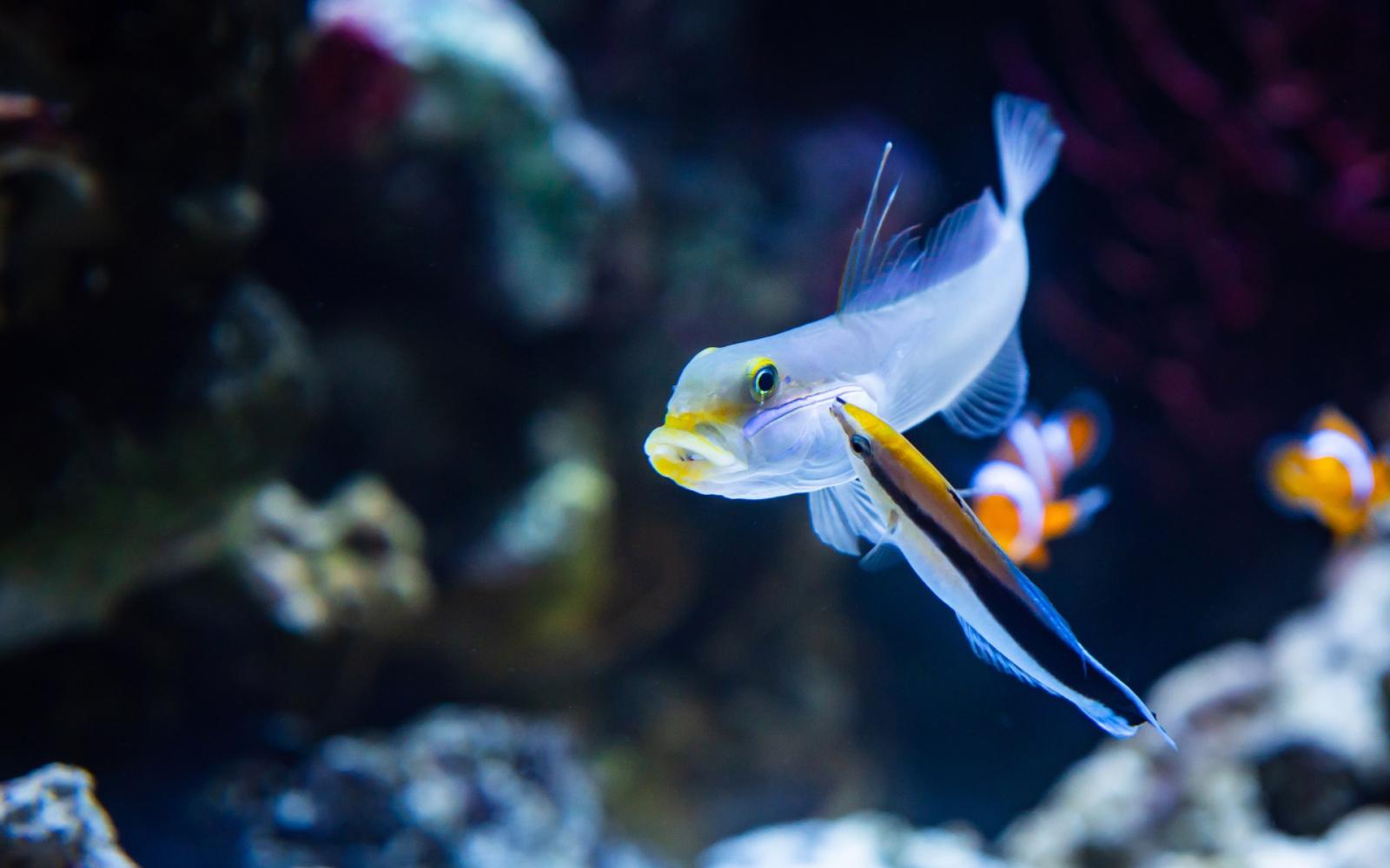 سمكة "منظّفة الشعاب" تُدهش العلماء: هل تملك وعياً بالذات وتجتاز "اختبار المرآة"؟