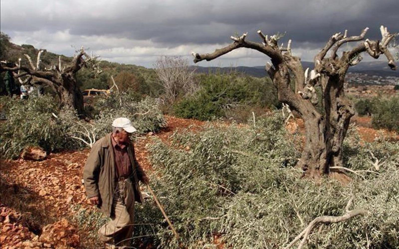 الاحتلال يواصل عدوانه: استيلاء على أراضٍ واقتلاع أشجار زيتون في بيت كاحل بالخليل