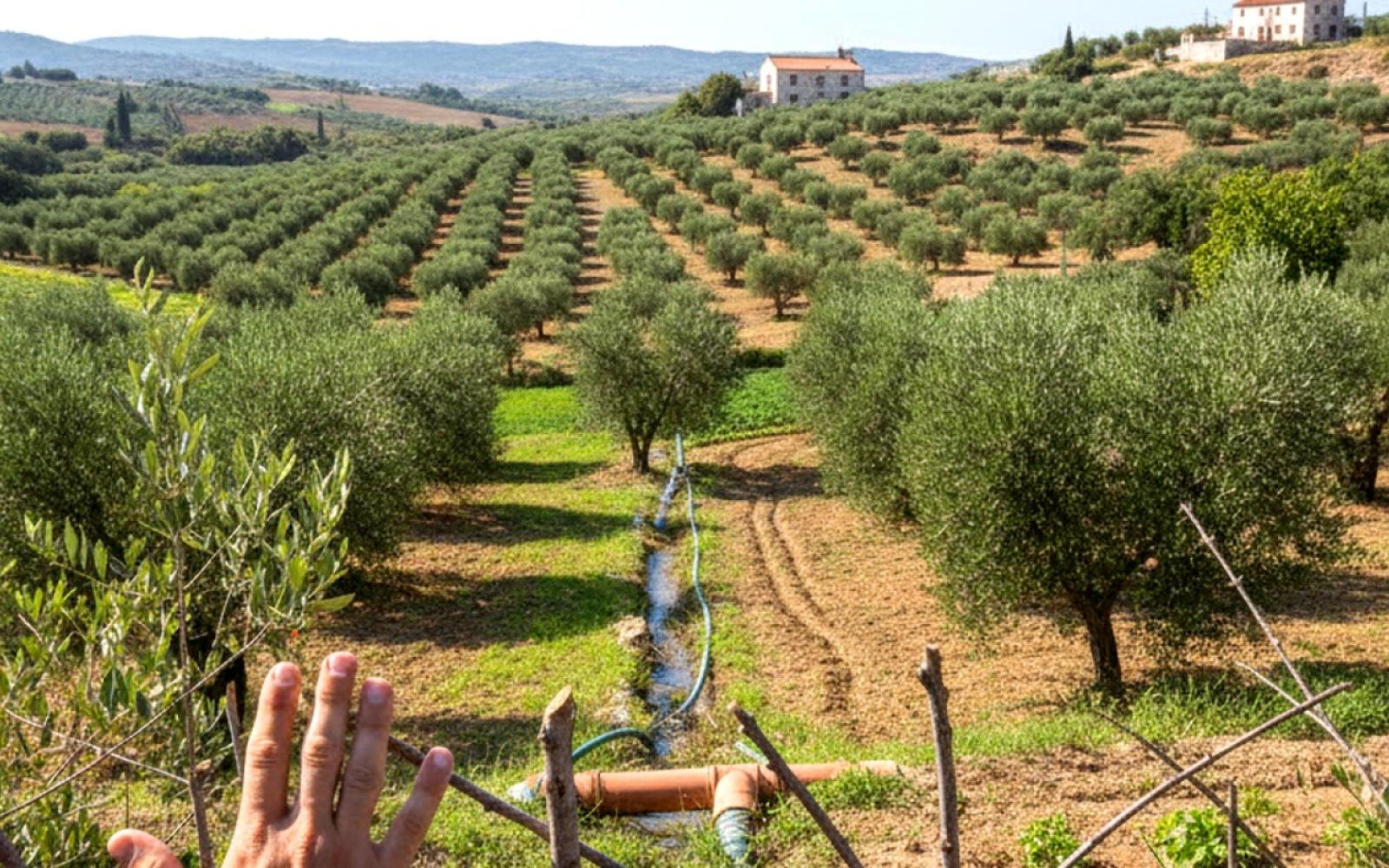 الزراعة الفلسطينية ترفض ادعاءات إسرائيلية بشأن تلوث الخضروات وتصفها بالممنهجة