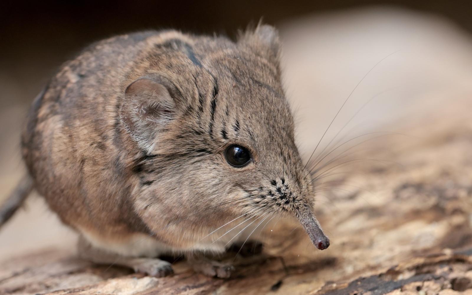 اكتشاف مذهل: الزبابات تتقلص أدمغتها في الشتاء.. تكيف فريد لمواجهة البرد القارس
