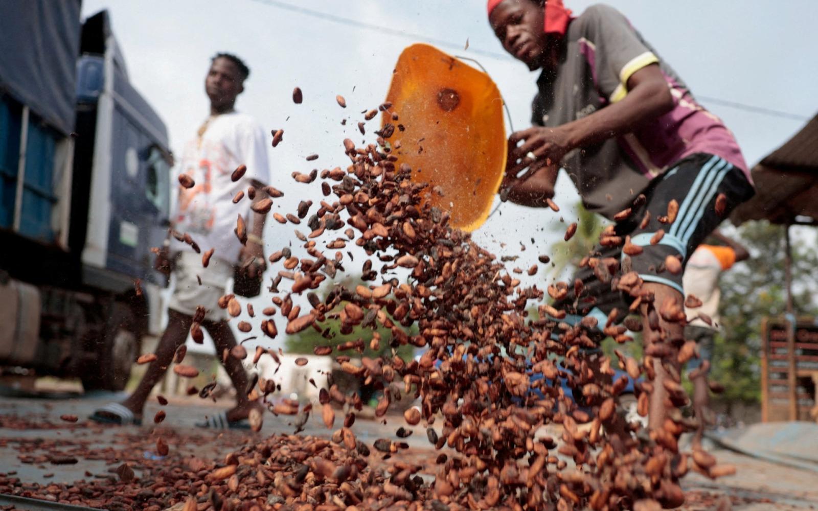 كوت ديفوار تتراجع عن العلاوة السعرية.. استئناف شراء الكاكاو الأكبر عالمياً بعد أزمة