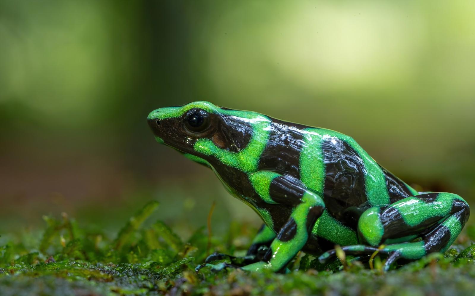 سمّ الضفدع القاتل: رواية أوروبية تستخدم في اغتيال المعارض الروسي نافالني، فما قصته؟