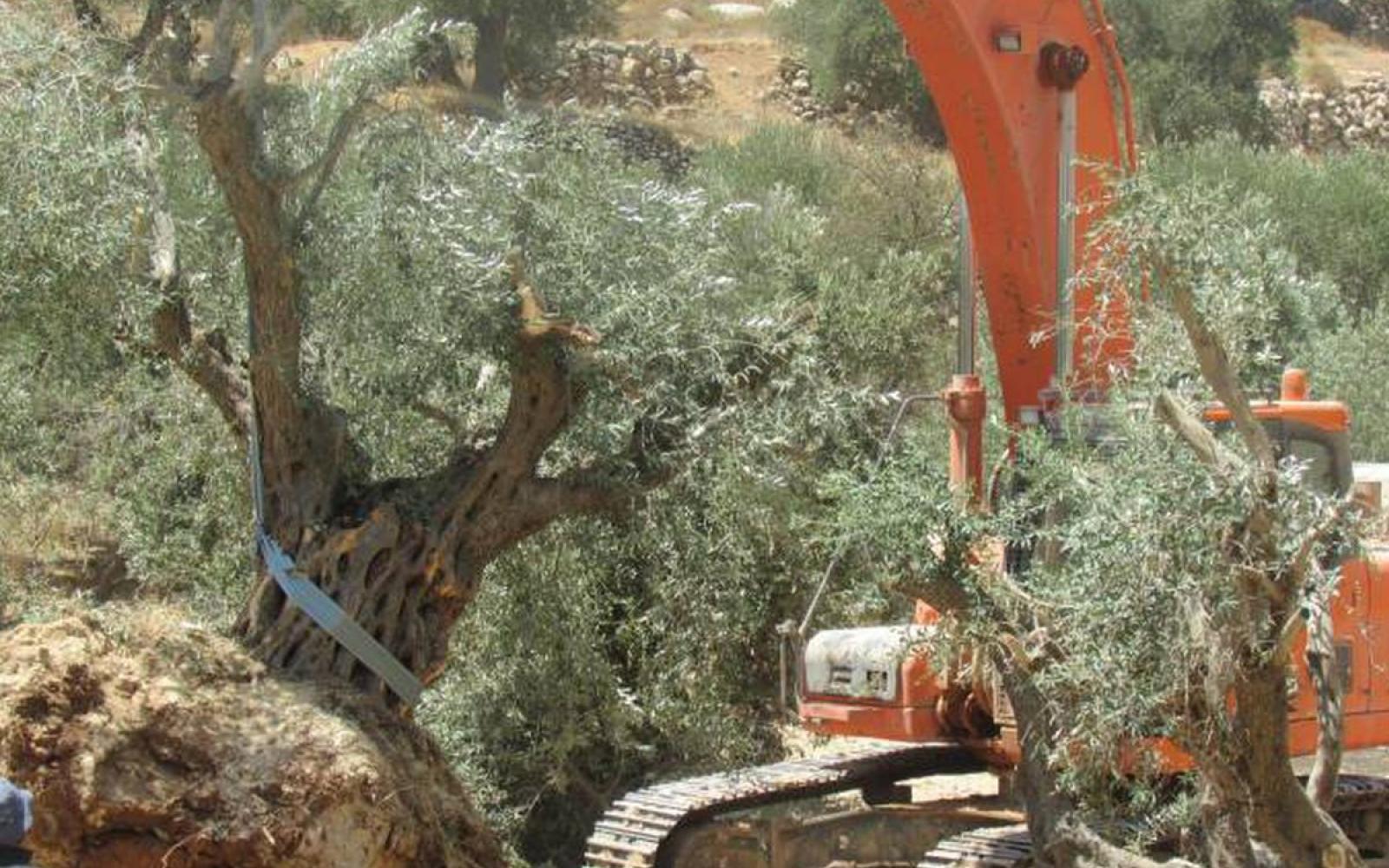 احتلال إذنا يقتلع عشرات أشجار الزيتون ويهدد آلافاً أخرى على امتداد جدار الفصل العنصري