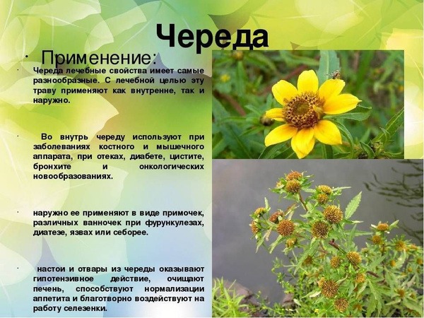 String of Pearls Herb (250g) for Newborn Baths