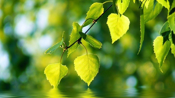 Dried Birch Leaves (100g)