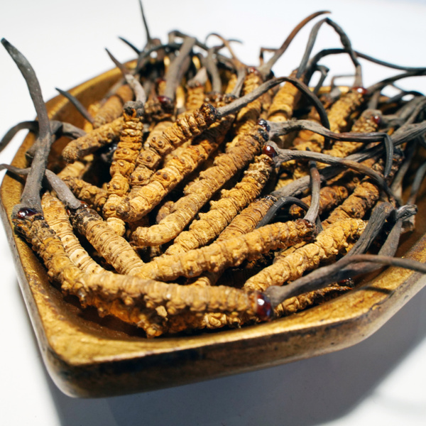 Cordyceps Militaris Extract: 10g Premium Large Dried Mushrooms