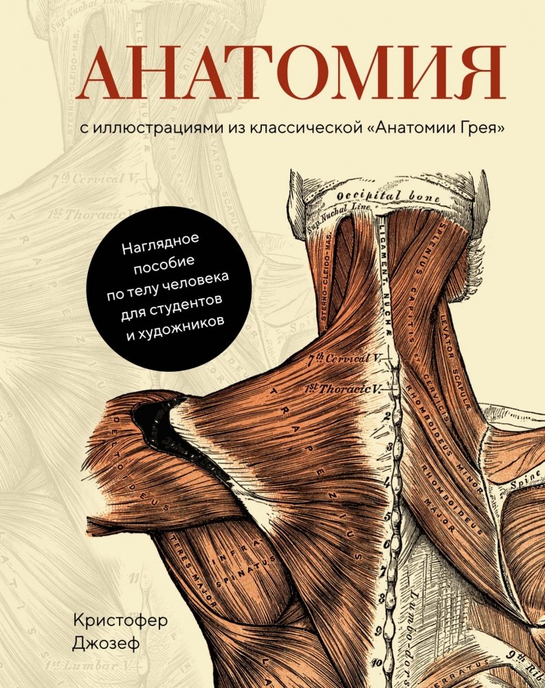 Анатомия. С иллюстрациями из классической «Анатомии Грея» | Anatomy: With Illustrations from Classic Gray's Anatomy