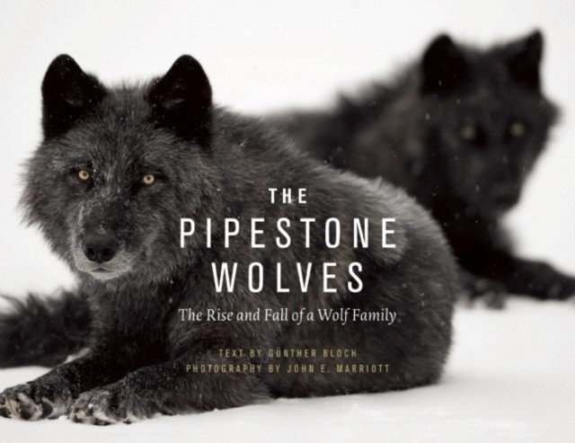 The Pipestones: The Rise and Fall of a Wolf Family | The Pipestones: The Rise and Fall of a Wolf Family