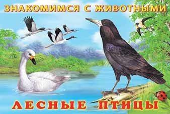 Лесные птицы | Forest Birds