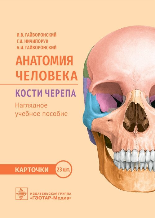 Анатомия человека. Кости черепа (23 карточки) | Human Anatomy: Skull Bones (23 Cards)