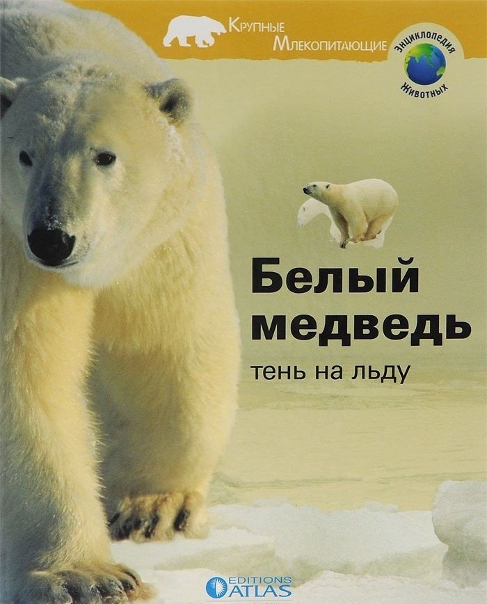Белый медведь. Тень на льду | Polar Bear: Shadow on the Ice