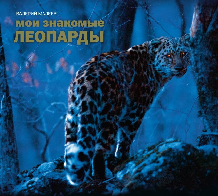 Мои знакомые леопарды | Moi znakomye leopardy