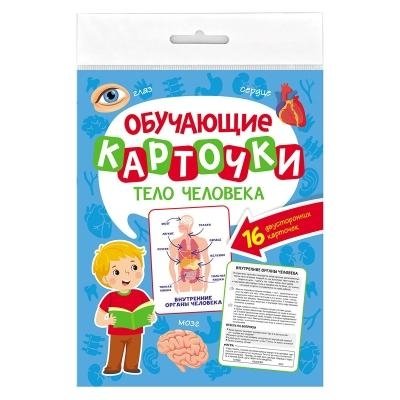 Обучающие карточки. Тело человека | Educational cards. Human body