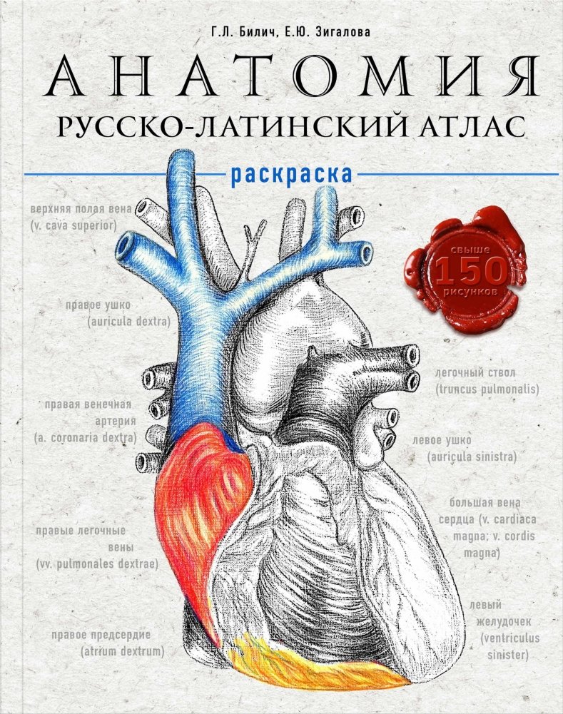 Анатомия: русско-латинский атлас-раскраска | Anatomy: Russian-Latin Coloring Atlas