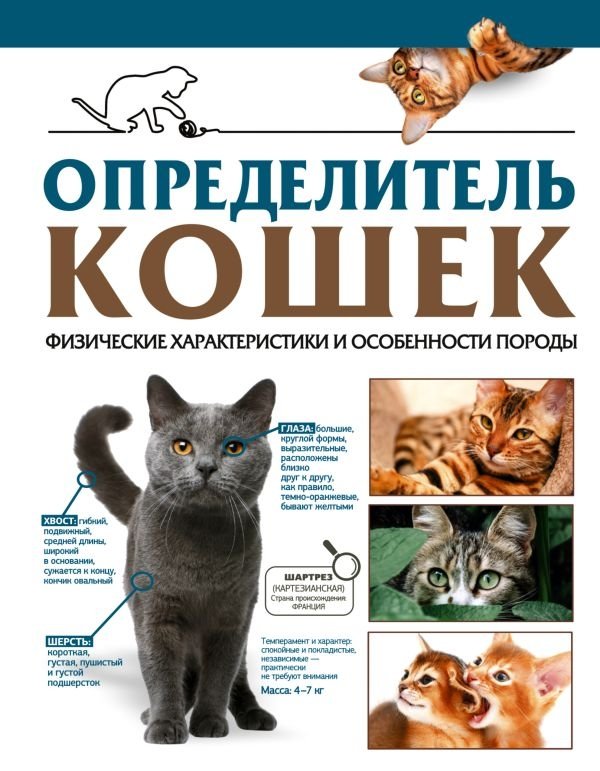 Определитель кошек. Физические характеристики и особенности породы | Cat Identifier: Physical Characteristics and Breed Features