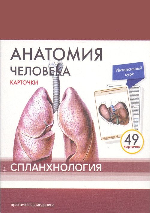 Анатомия человека. Спланхнология (49 карточек)