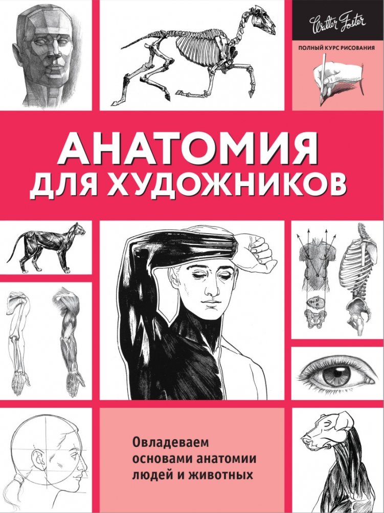Анатомия для художников | Anatomy for Artists