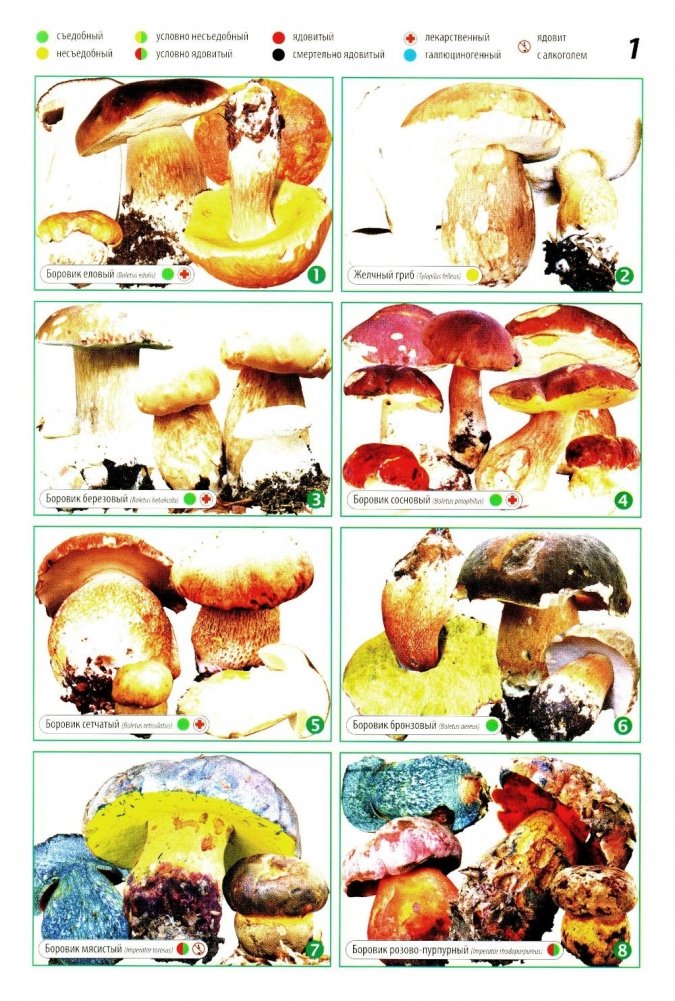 Все о грибах. Популярная энциклопедия | All About Mushrooms: A Popular Encyclopedia
