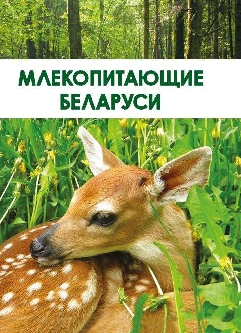 Млекопитающие Беларуси | Mammals of Belarus