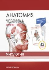 Анатомия человека. Миология (43 карточки)