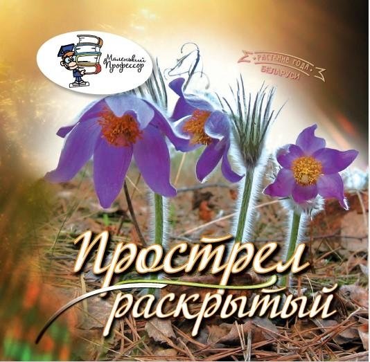 Прострел раскрытый. Растение года Беларуси | Pasque Flower: Belarus Plant of the Year