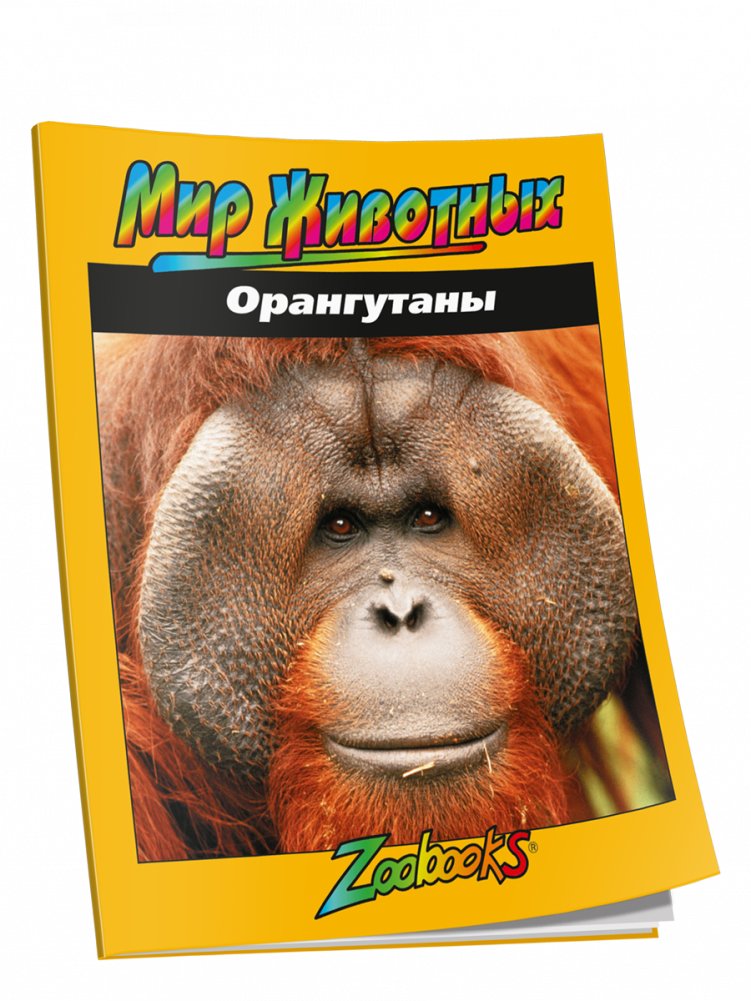 Орангутаны | Orangutans