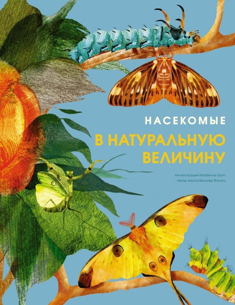 Насекомые в натуральную величину | Insects in Natural Size
