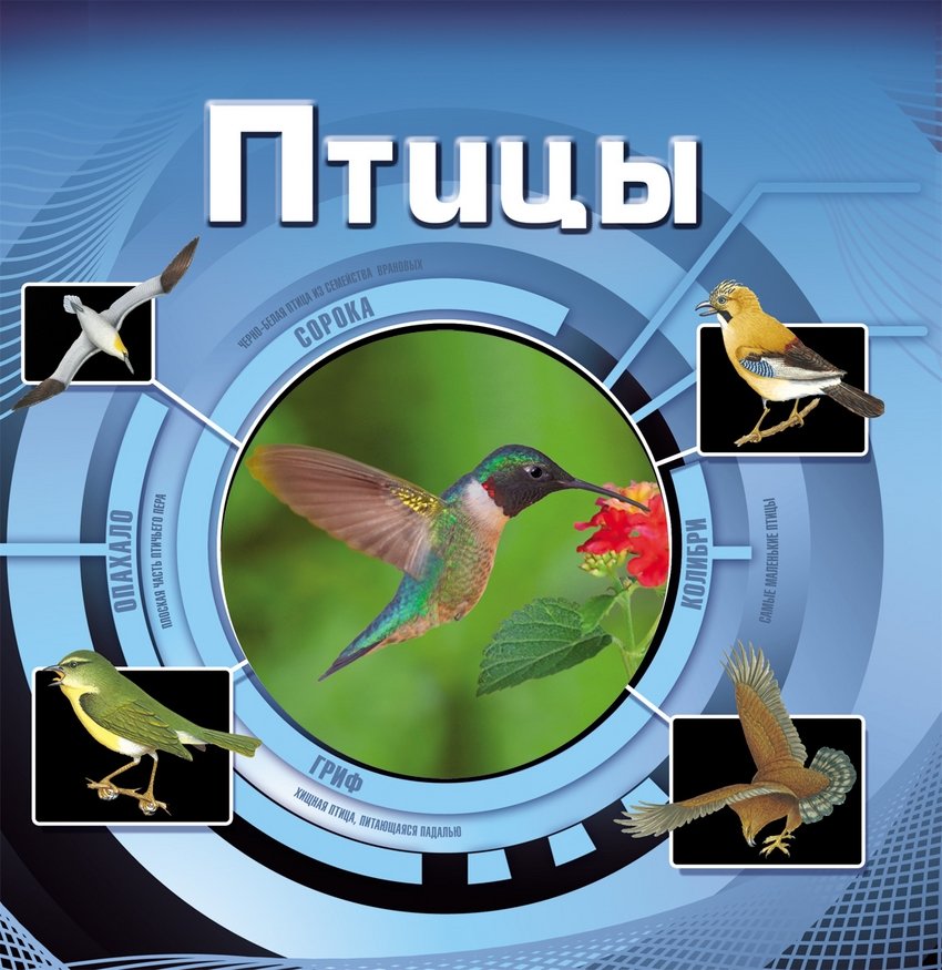 Птицы | Birds