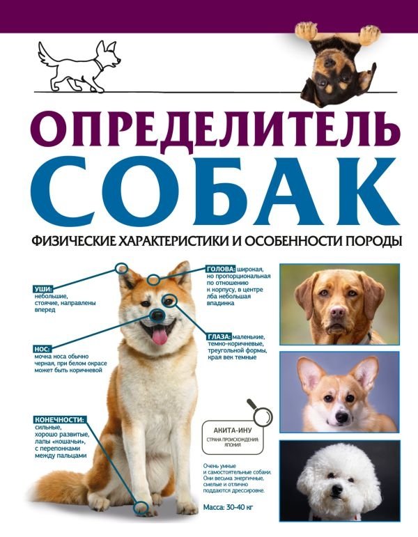 Определитель собак. Физические характеристики и особенности породы | Dog Identifier: Physical Characteristics and Breed Features