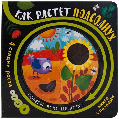 Как растет подсолнух | How a Sunflower Grows