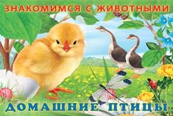 Домашние птицы | Domestic Birds