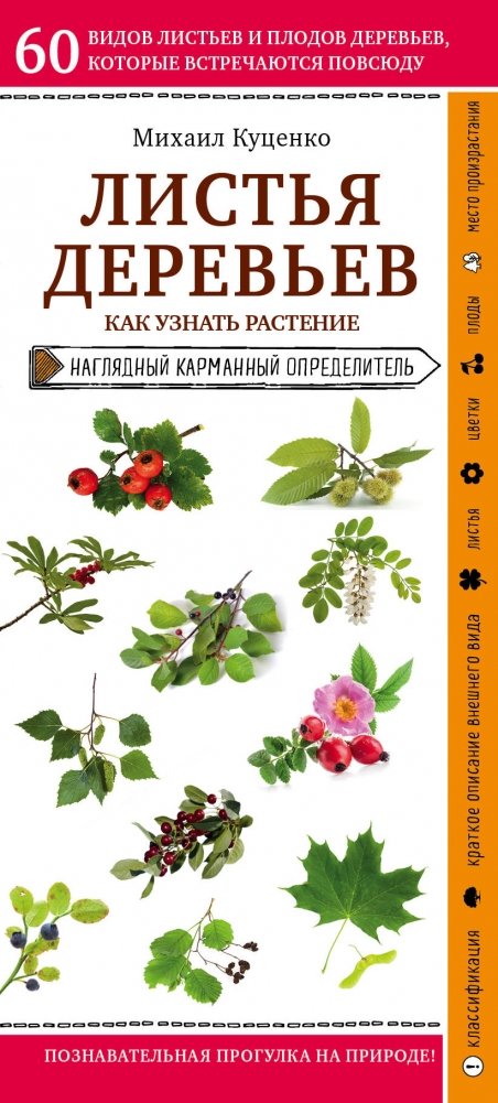 Листья деревьев. Как узнать растение | Tree Leaves: How to Identify Plants