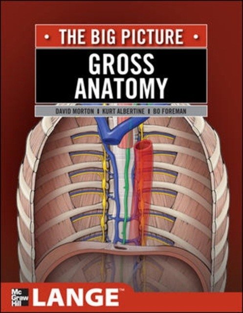 Gross Anatomy: The Big Picture | Gross Anatomy: The Big Picture
