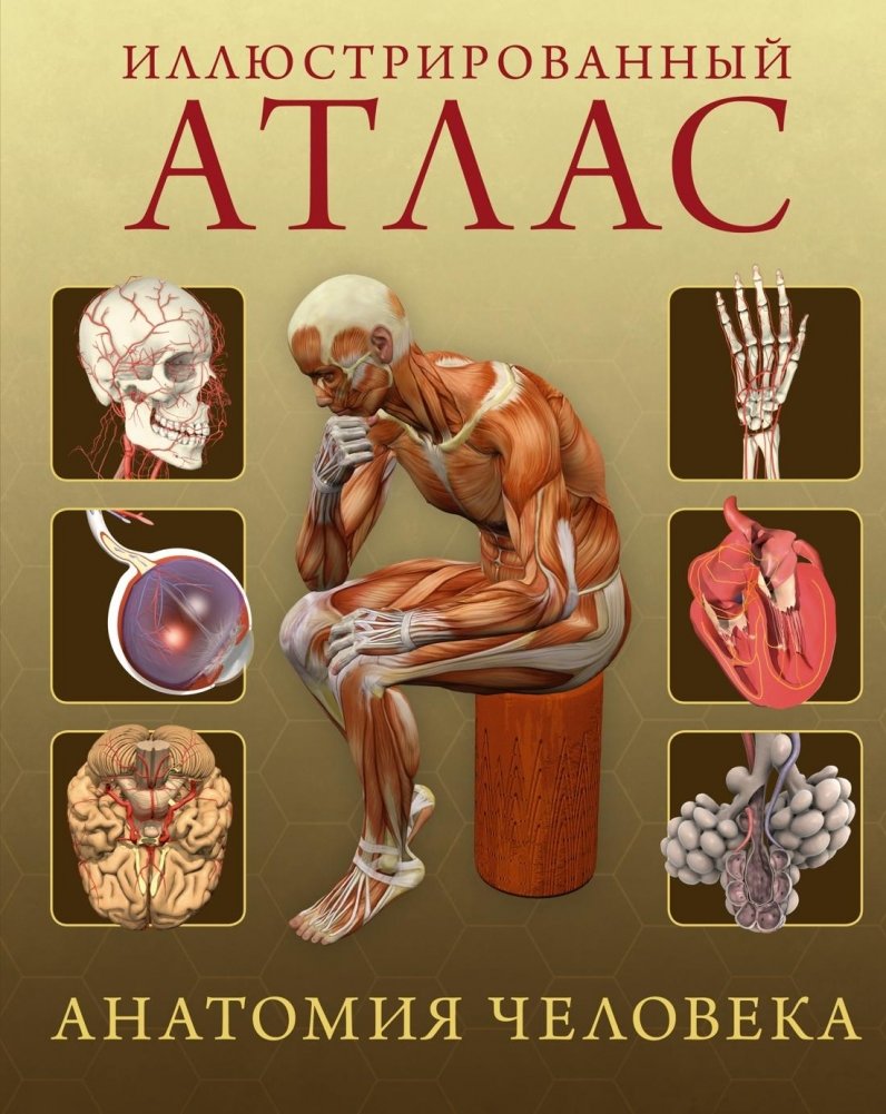 Иллюстрированный атлас. Анатомия человека | Illustrated Atlas: Human Anatomy