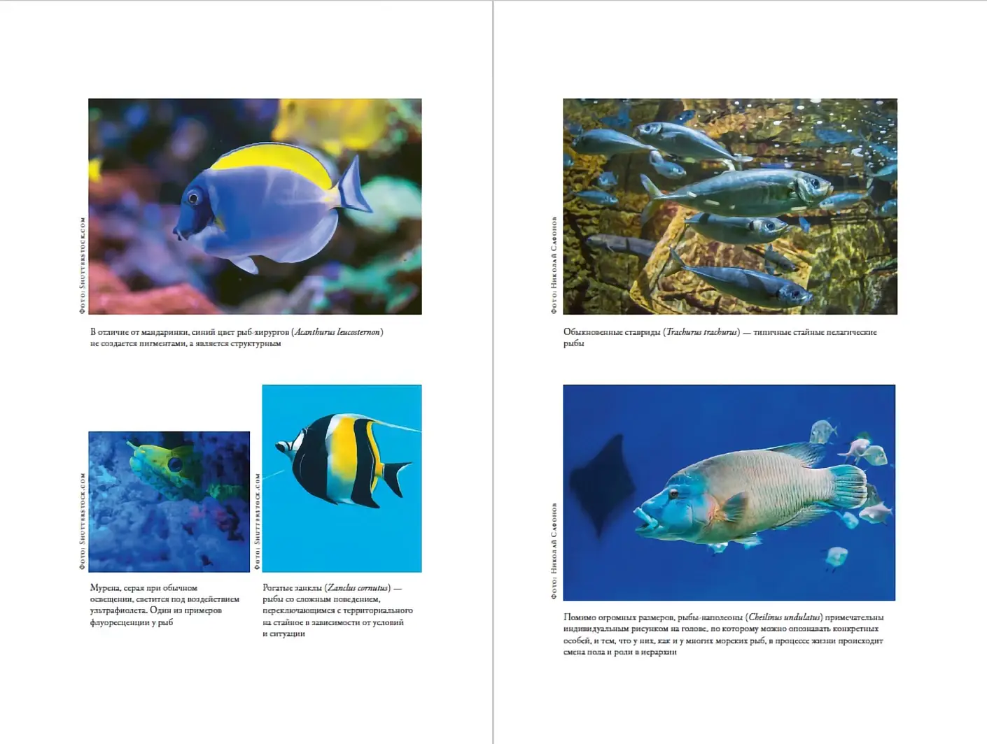 О чем молчат рыбы. Путеводитель по жизни морских обитателей фото книги 4