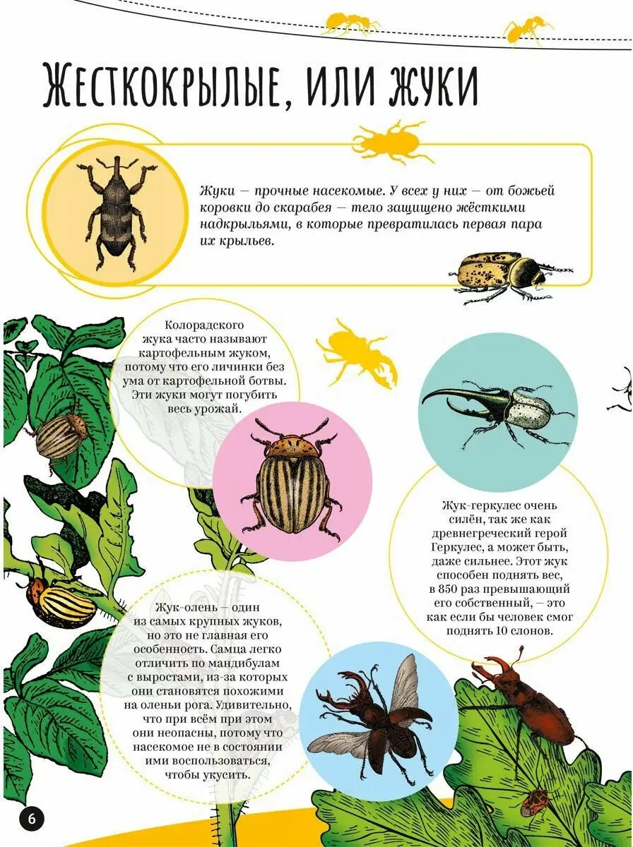 Насекомые фото книги 6