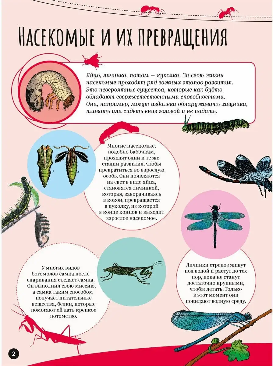 Насекомые фото книги 3