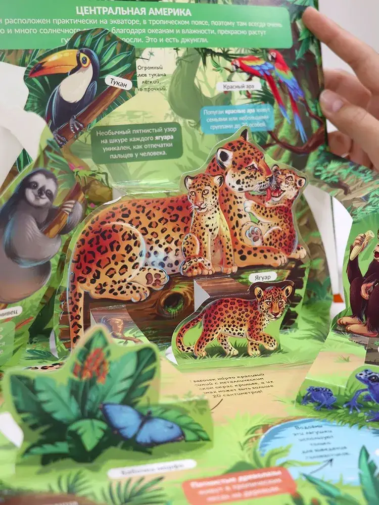Джунгли. Книжка панорамка фото книги 3