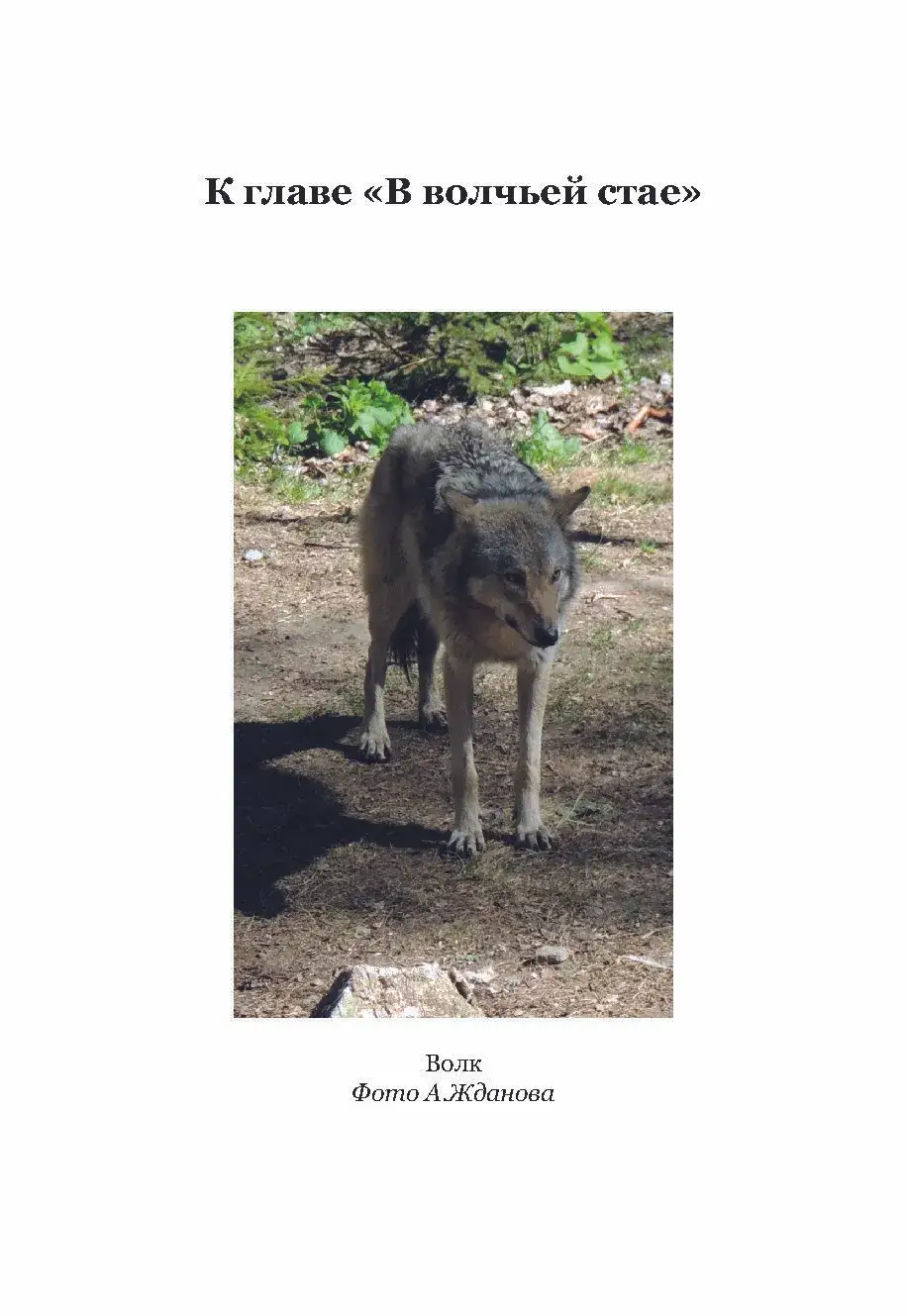 Жизнь с волками фото книги 3