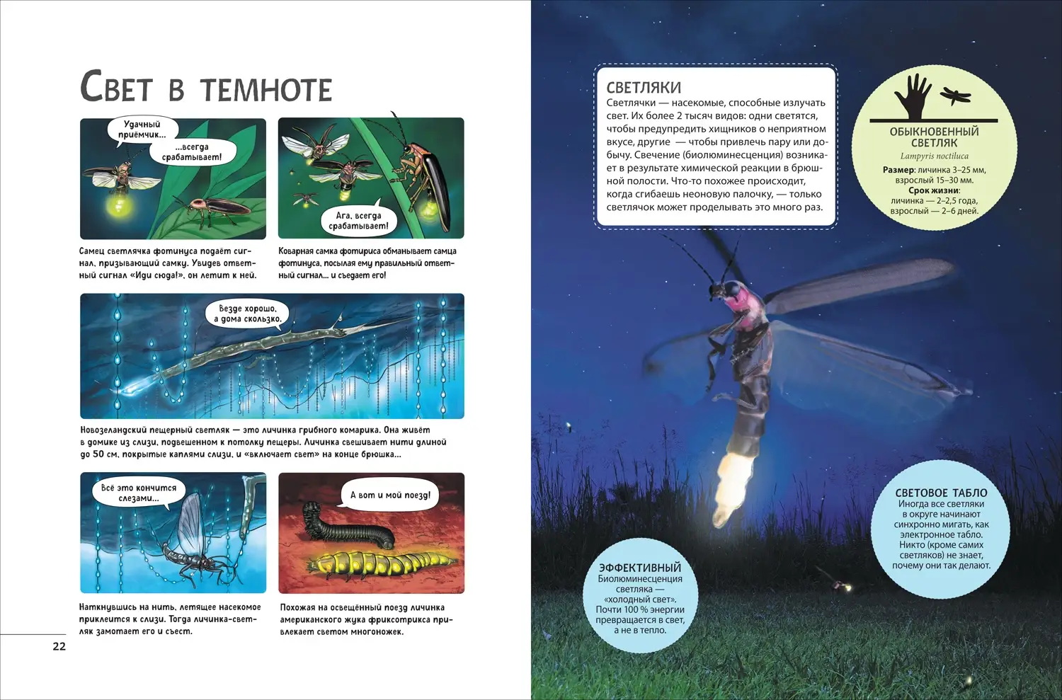 Невероятные насекомые. Иллюстрированная энциклопедия фото книги 3